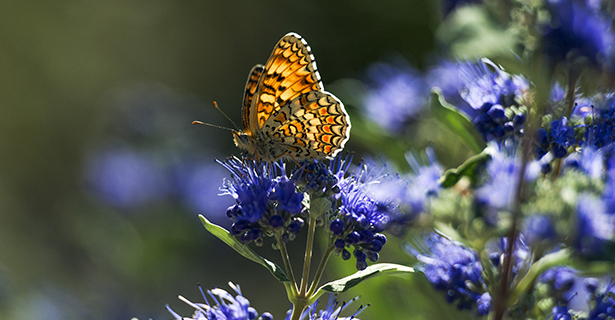 Favoriser la biodiversité - Les Jardins de Glanum