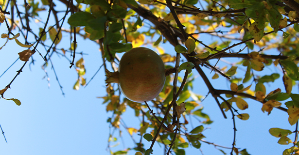 Le Potager - Les Jardins de Glanum