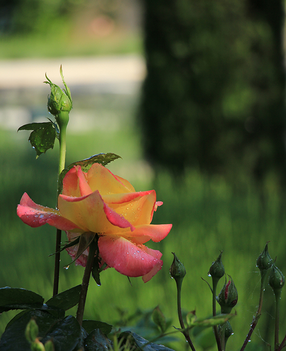 Quarante ans de passion - Les Jardins de Glanum
